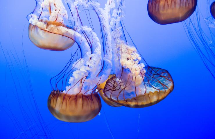 meduse mare