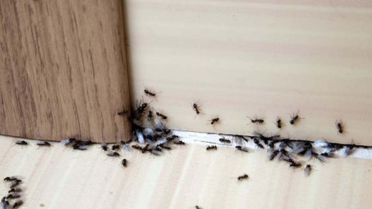 dove vivono le formiche