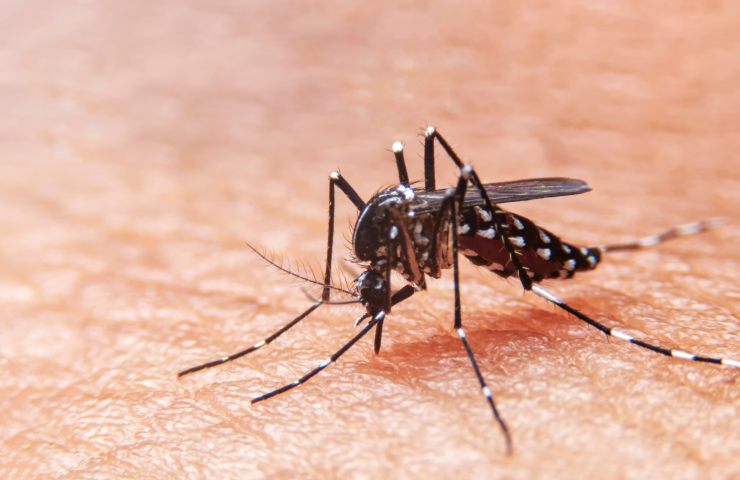 dengue roma