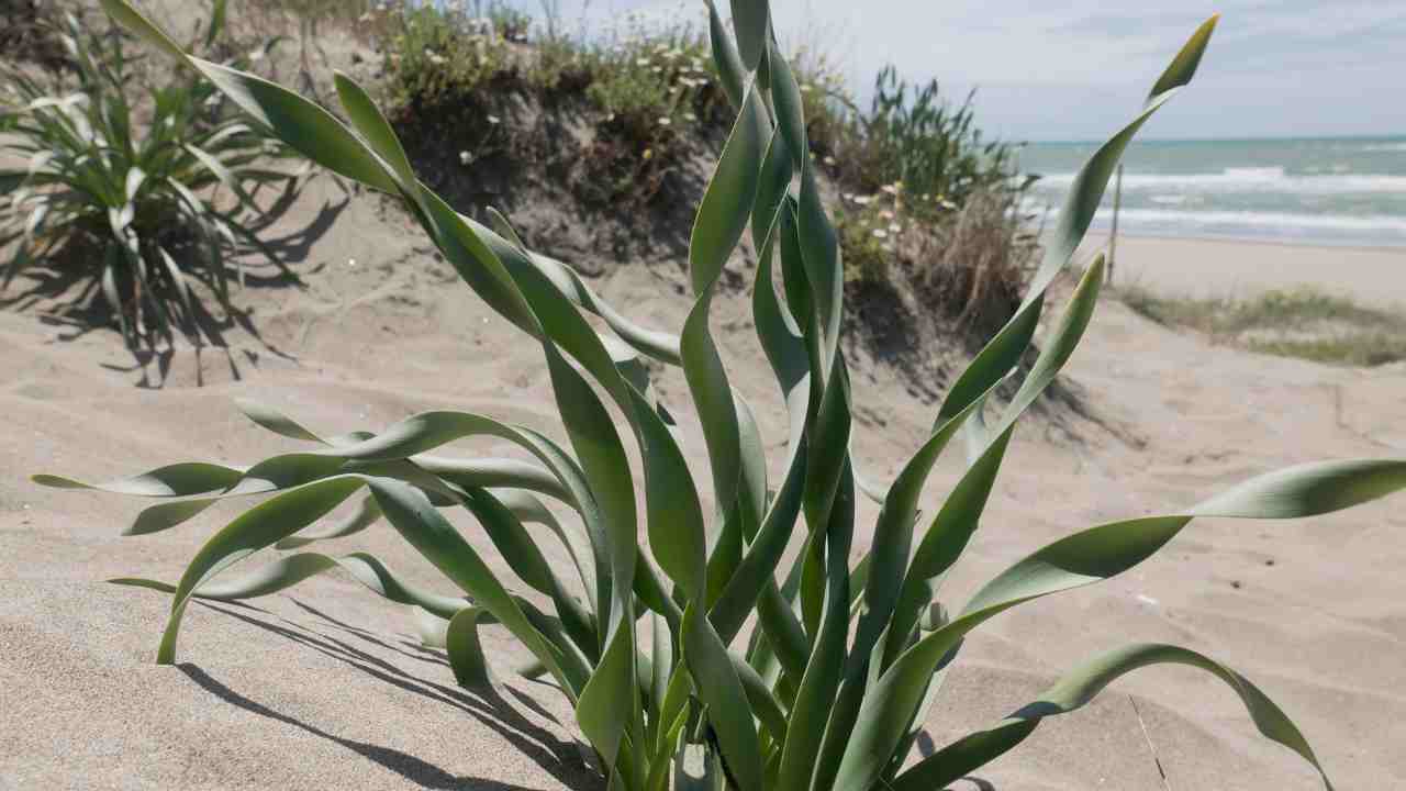 capocotta spiaggia nudista