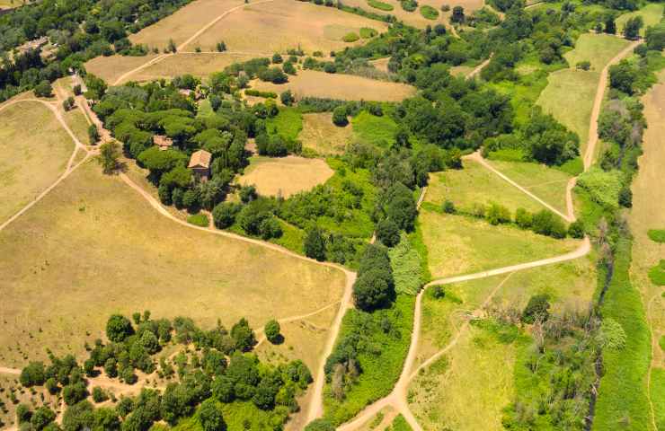 sapienza abbatte alberi 